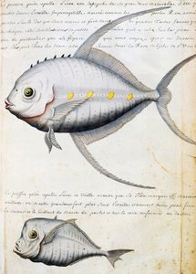 Fisk kaldet Lisse og månefisk, øen Sao Vicente, Kap Verde, akvarel fra logbog af Jacques Gouin de Beauchesne (1652-1730), kaptajn på Compagnie royale de la Mer du Sud, fra 1698 til 1701, Frankrig af French School