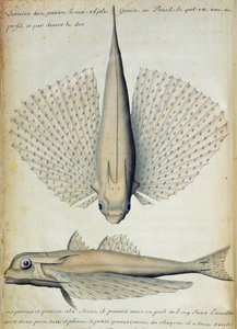 Fisk fundet ved Ilha Grande, Brasilien (wc på papir) af French School