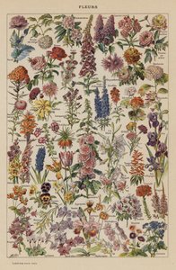 Blomster (farvelitografi) af French School