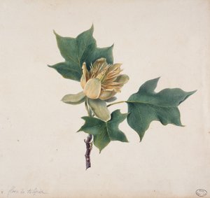 Blomst af et tulipantræ af French School