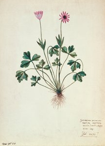 Fol.1275 Geranium (wc på papir) af French School