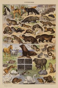 Pelse (farvelitografi) af French School