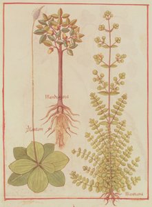 Fr 12322 f.180v Plantain, merian og mandrake, fra Livre des Simples Medecines, c.1520-30 af French School