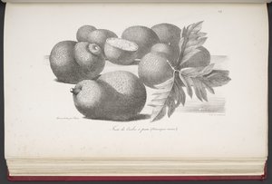 Frugt, fra malerisk Reise Jorden rundt, med Portrætter af Vilde i Amerika, Asien, Afrika og Øerne i Det Store Ocean; landskaber, havudsigt og flere naturhistoriske genstande; ledsaget af beskrivelser af M. le b af French School