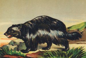 Gasfryser af French School