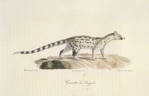 Senegal Genet, fra Natural History of Pattedyr (farve litho) af French School