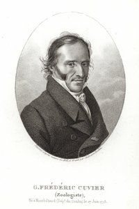George Cuvier af French School