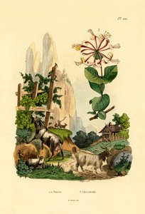 Geder, 1833-39 af French School