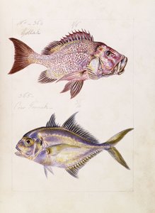 Gollah etc, c.1850dani af French School