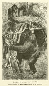 Gorillaer, der bygger et ly (gravering) af French School