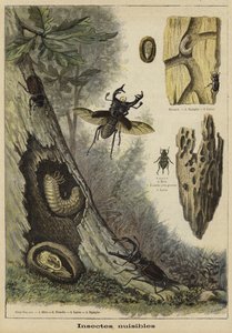 Skadelige insekter