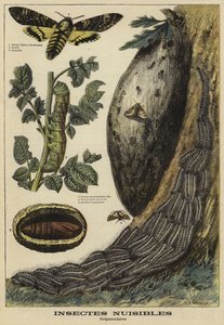 Skadelige insekter: Deaths Head Hawkmoth