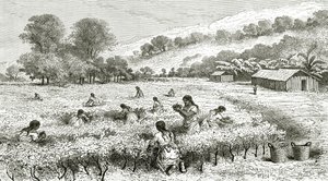 Harvest of Coca, Peru, illustration fra magasinet Le Tour du Monde, 1877 af French School