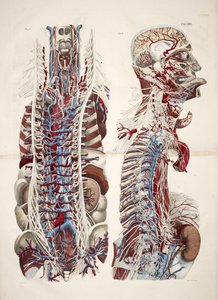 Hoved og torso, fra 