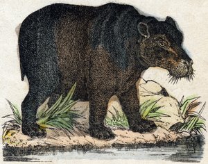 Flodhest. Indgravering i "" Alphabet des animaux sauvages"". 9. serie. Billede af Epinal, Pellerin, trykkeri-udgiver, ca. 1870. Graveringer på træ, stencileret. 16 sider. Mål: 20 x 15 cm. Privat samling af French School