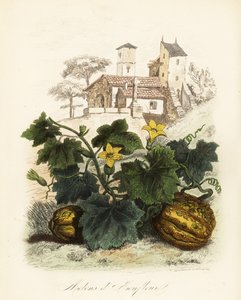 Honfleur melon, Cucumis melo af French School