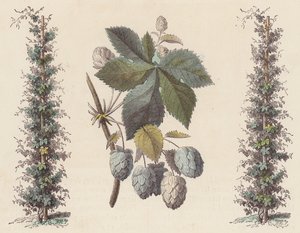 Humle til ølfremstilling (farvet gravering) af French School