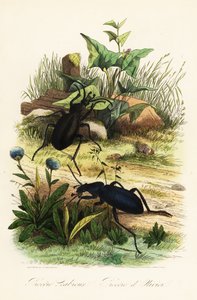 Kæmpe violette jordbiller, Carabus scabrosus af French School