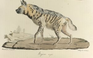Hyæne, en stribet hyæne, fra Natural History of Pattedyr (farve litho) af French School