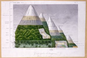 Illustration af de forskellige vegetationstyper i forskellige højder af French School