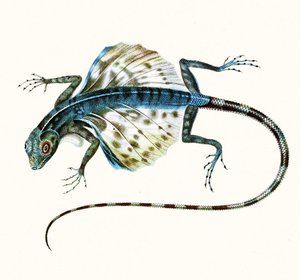 Illustration af den glidende firben - Draco Volans 1831 (farvegravering) af French School