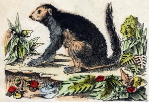 Indri (lemurisk). Indgravering i "" Alphabet des animaux sauvages "". 9. serie. Billede af Epinal, Pellerin, trykkeri-udgiver, ca. 1870. Graveringer på træ, stencileret. 16 sider. Mål: 20 x 15 cm. Privat samling af French School