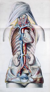 Indre organer af en kvinde, plade fra anatomisk, fysiologisk og patologisk forskning i venesystemet af Gilbert Breschet (1784-1845) indgraveret af Engelmann, Paris, 1829 af French School