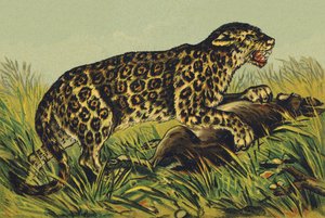 J som Jaguar af French School