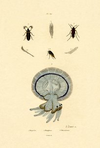 Vandmænd, 1833-39 af French School