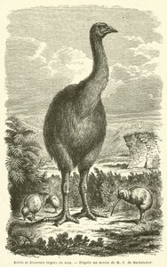 Kiwier og Dinormis enorme ou moa (gravering) af French School