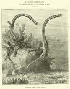 The Snake Aiguillette (gravering) af French School
