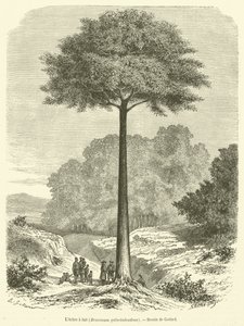 Mælketræet, Brosimum galactodendron (gravering) af French School