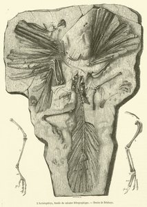Archaeopteryx, fossil fra litografisk kalksten (gravering) af French School