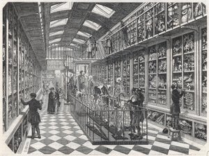 Paris School of Medicine - The Comparative Anatomy Gallery - Indgravering i "" Tableau-de-Paris"" af Edmond Texier 1852. af French School