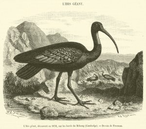 Giant Ibis, opdaget i 1876, ved bredden af ​​Mekong, Cambodja (gravering) af French School