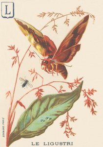 L: Ligustri (Sphinx ligustri eller Troene Sphinx) af French School