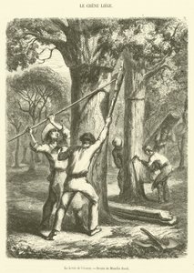 The Lifting of the Bark (gravering) af French School