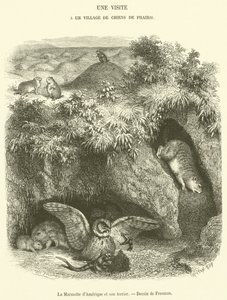 Groundhog og dets hule (gravering) af French School