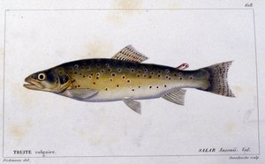 Den almindelige ørred ifølge "Natural history of fish"" af Cuvier, Valenciennes, Paris af French School
