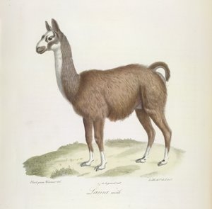 Han Lama, fra Natural History of Pattedyr (farve litho) af French School