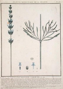 Lavender Spike, tallerken fra 