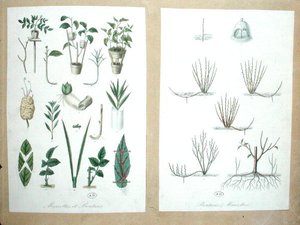 Lag og udskæringer (farvegravering) af French School