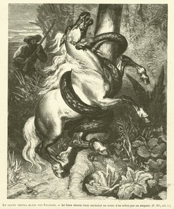 The Great White Horse Of The Prairies (gravering) af French School