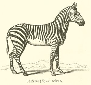 Le Zebre, Equus zebra (gravering) af French School