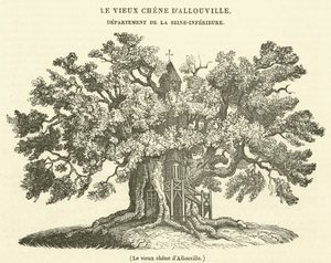 Den gamle eg i Allouville (gravering) af French School