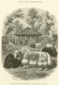 The Yaks, på Paris Natural History Museum (gravering) af French School