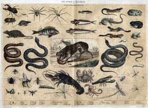 Skadelige dyr. gravering af 1860 i "" les Recreations instructives "" Synoptisk maleri af Jules DELBRUCK. Privat samling. af French School