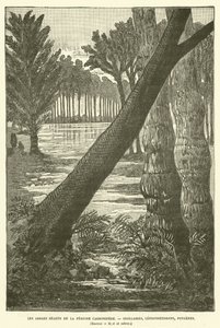 De gigantiske træer fra karbonperioden (gravering) af French School