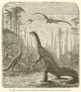 Dinosaurerne, Stegosaurus og Compsonote, i et landskab af Araucaria (gravering) af French School
