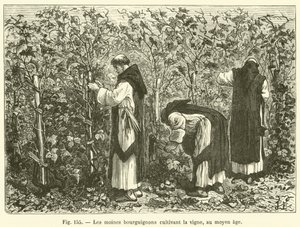 Burgundiske munke, der dyrker vinstokke, i middelalderen (gravering) af French School
